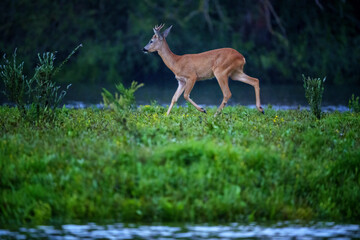 European roe deer buck standing alert in summer meadow