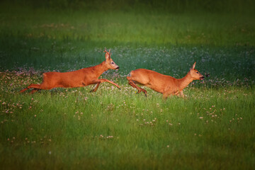 European roe deer buck standing alert in summer meadow