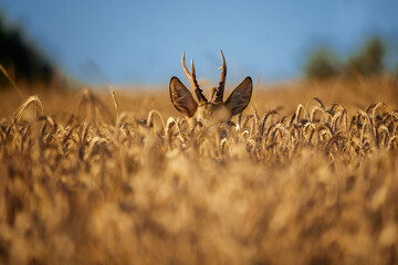 European roe deer buck standing alert in summer meadow