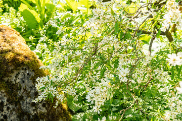 Exochorda Korolkowi plant in Zurich in Switzerland 1.5.25