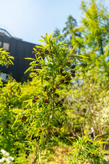 Exochorda Korolkowi plant in Zurich in Switzerland 1.5.25
