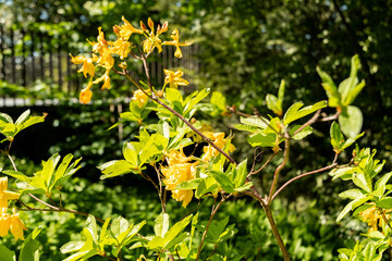Yelow azalea or Rhododendron Luteum plant in Zurich in Switzerland 1.5.25