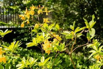 Fotobehang Yelow azalea or Rhododendron Luteum plant in Zurich in Switzerland 1.5.25 © Robert