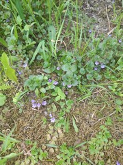 Glechoma hederacea. spring flowers