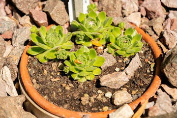 Sempervivum Grandiflorum plant in Zurich in Switzerland 1.5.25