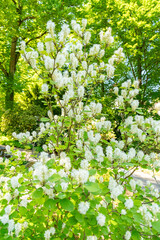 Large witch alder or Fothergilla Major plant in Zurich in Switzerland 1.5.25