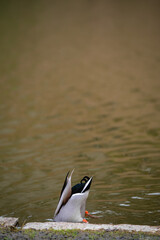 A mallard duck diving headfirst into a pond in Tallinn Old Town park, Estonia. Captured in a humorous and candid moment. Nature, wildlife, or funny animal-themed concept.