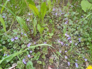 Glechoma hederacea. spring flowers