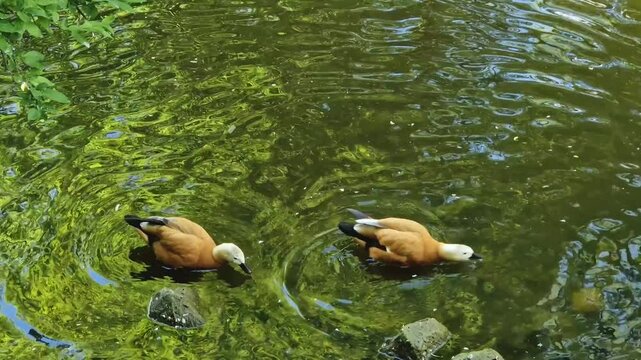 Ruddy shelduck (Tadorna ferruginea) gracefully swimming in a pond searching for food in the water. Two Brahminy ducks, waterfowl with brown bodies, white heads, and black tails
