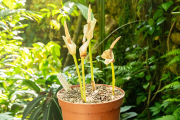 Amorphophallus Glossophyllus plant in Zurich in Switzerland 1.5.25