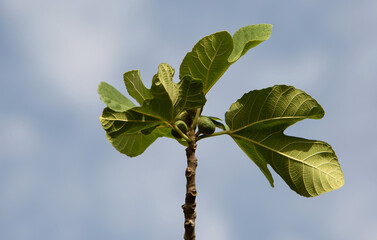 sunny photo of a fig tree branch with ripening fig fruits against the sky. The theme of agriculture