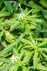 Star of Bethlehem or Hippobroma Longiflora plant in Zurich in Switzerland 1.5.25
