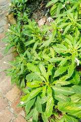 Star of Bethlehem or Hippobroma Longiflora plant in Zurich in Switzerland 1.5.25