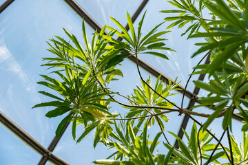 Mathurina Penduliflora plant in Zurich in Switzerland 1.5.25