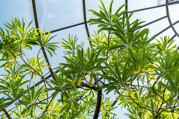 Obraz premium Mathurina Penduliflora plant in Zurich in Switzerland 1.5.25