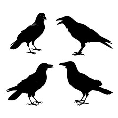 Obraz premium Silhouettes of Crows in Various Standing and Calling Poses – Vector Crow Graphics for Wildlife Art, Halloween Decor, Bird Illustrations, Nature Projects, and Gothic Design Collections