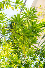 Mathurina Penduliflora plant in Zurich in Switzerland 1.5.25