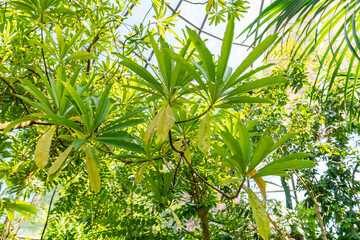 Mathurina Penduliflora plant in Zurich in Switzerland 1.5.25