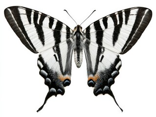 Striking Zebra Longwing Butterfly. Black and white wings with orange accents.