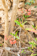 Crown of thorns or Euphorbia Milii plant in Zurich in Switzerland 1.5.25