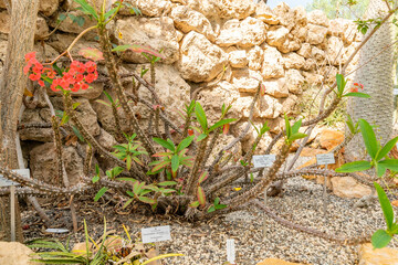 Crown of thorns or Euphorbia Milii plant in Zurich in Switzerland 1.5.25
