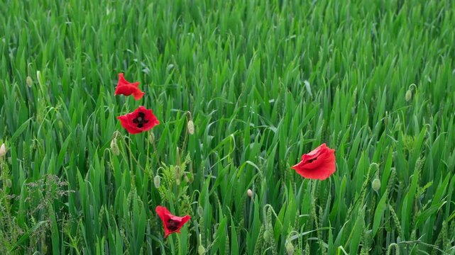 Roter bl&uuml;hender Mohn in einem Weizenfeld bei windigem Wetter im Fr&uuml;hling, Ackerbau in der Schweiz im Monat Mai