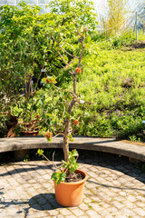 Natal bottlebrush or Greyia Sutherlandii plant in Zurich in Switzerland 1.5.25