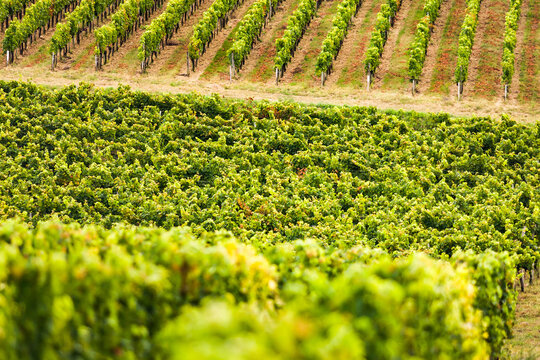 Bordeaux vineyard called Cotes de Bourg, in Bayon sur Gironde, on the edge of the Gironde estuary, linear plots of lush green vines