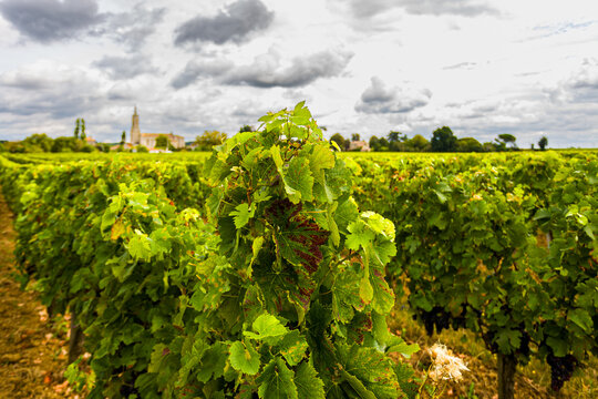 Bordeaux vineyard called Cotes de Bourg, on the edge of the Gironde estuary, close-up of the vineyards and the church of Bayon sur Gironde in the background