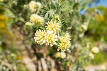 Jupiters beard or Anthyllis Barba Jovis plant in Zurich in Switzerland 1.5.25