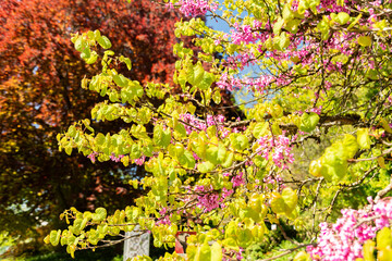 Judas tree or Cercis Siliquastrum plant in Zurich in Switzerland 1.5.25