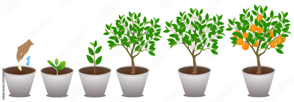 Canvas Prints growth cycle of mandarin in a pot on a white background..eps