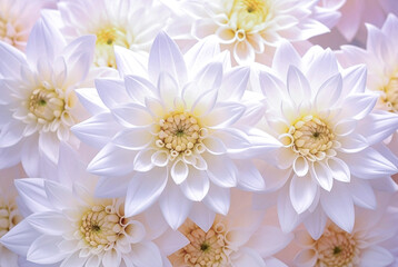 Beautiful chrysanthemums in pink tones