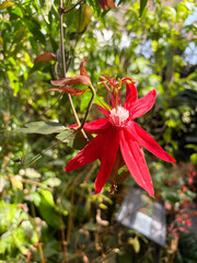 Justicia Brasiliana plant in Zurich in Switzerland 1.5.25