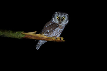 Boreal owl perched in spruce forest under soft light