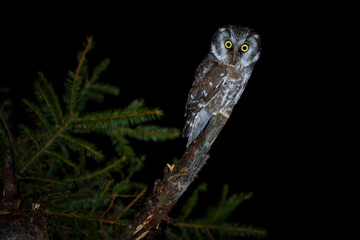 Boreal owl perched in spruce forest under soft light