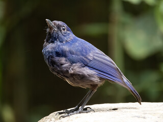Javan whistling thrust bird on the perched 