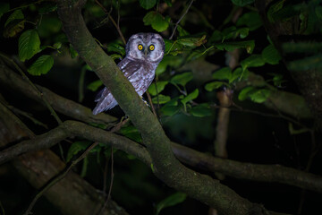 Boreal owl perched in spruce forest under soft light