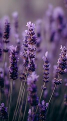 Obraz premium Lavender Flowers Blooming in a Vibrant Purple Field During Sunset