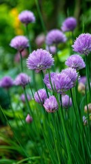 Obraz premium Bright Purple Chive Blossoms Bloom in a Lush Garden During Late Spring.