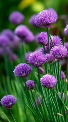 Vibrant Purple Chives Blooming in a Lush Green Garden During Spring