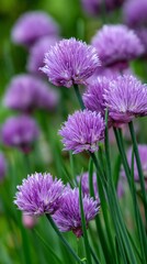 Fototapeta premium Vibrant Purple Chives Blooming in a Lush Green Garden During Spring.
