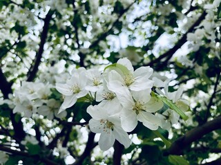 apple tree flowers