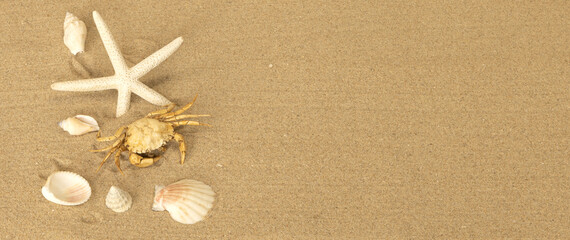 Coquillages et étoile de mer sur la plage	