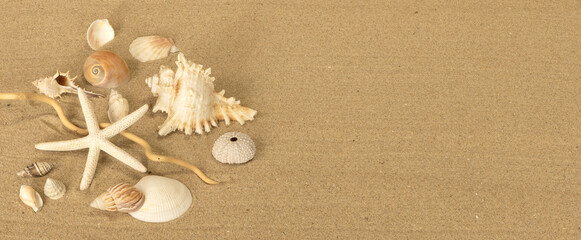 Coquillages et étoile de mer sur la plage	