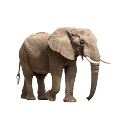 Fototapeta premium The Realistic Image of One Elephant