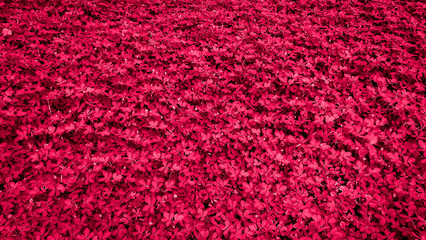 Top view of red foliage plant background with dense ornamental leaves texture. red leaf for...
