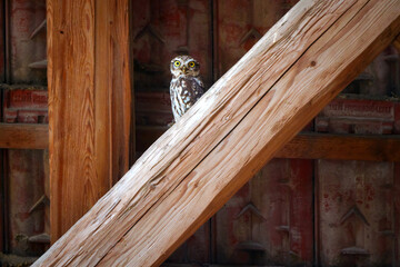 Little owl watching from stone wall at dusk