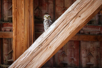 Little owl watching from stone wall at dusk