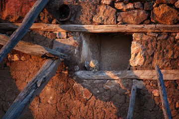 Little owl watching from stone wall at dusk